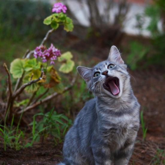 Kat sidder med åben mund i have.