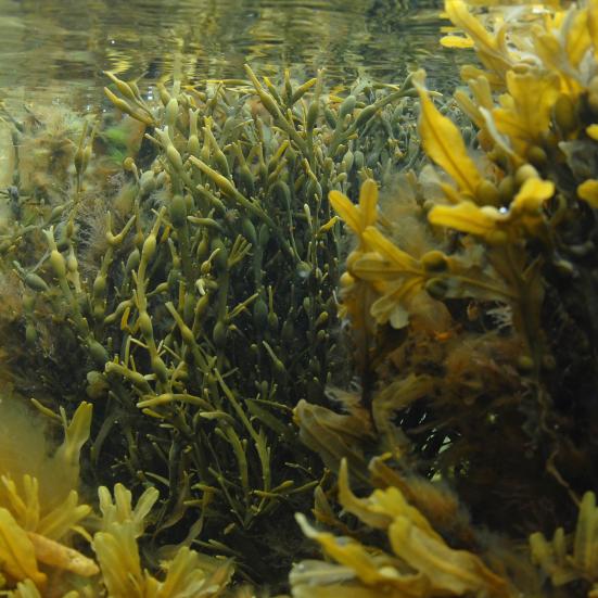 Billede af tang under vandoverfladen. Foto: Peter Bondo Christensen.