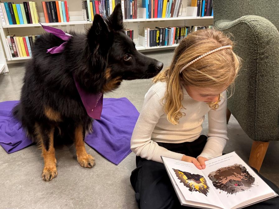 Læsehunden Zira lytter til et barns oplæsning på Ullerslev Bibliotek.